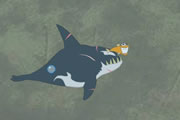 Killer Whale Killer Whale